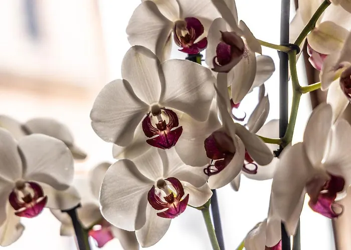 La Bella Wine Гостевой дом 4*