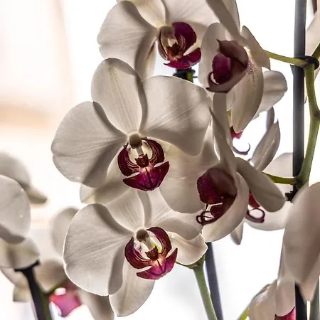 La Bella Wine Casa de hóspedes 4*